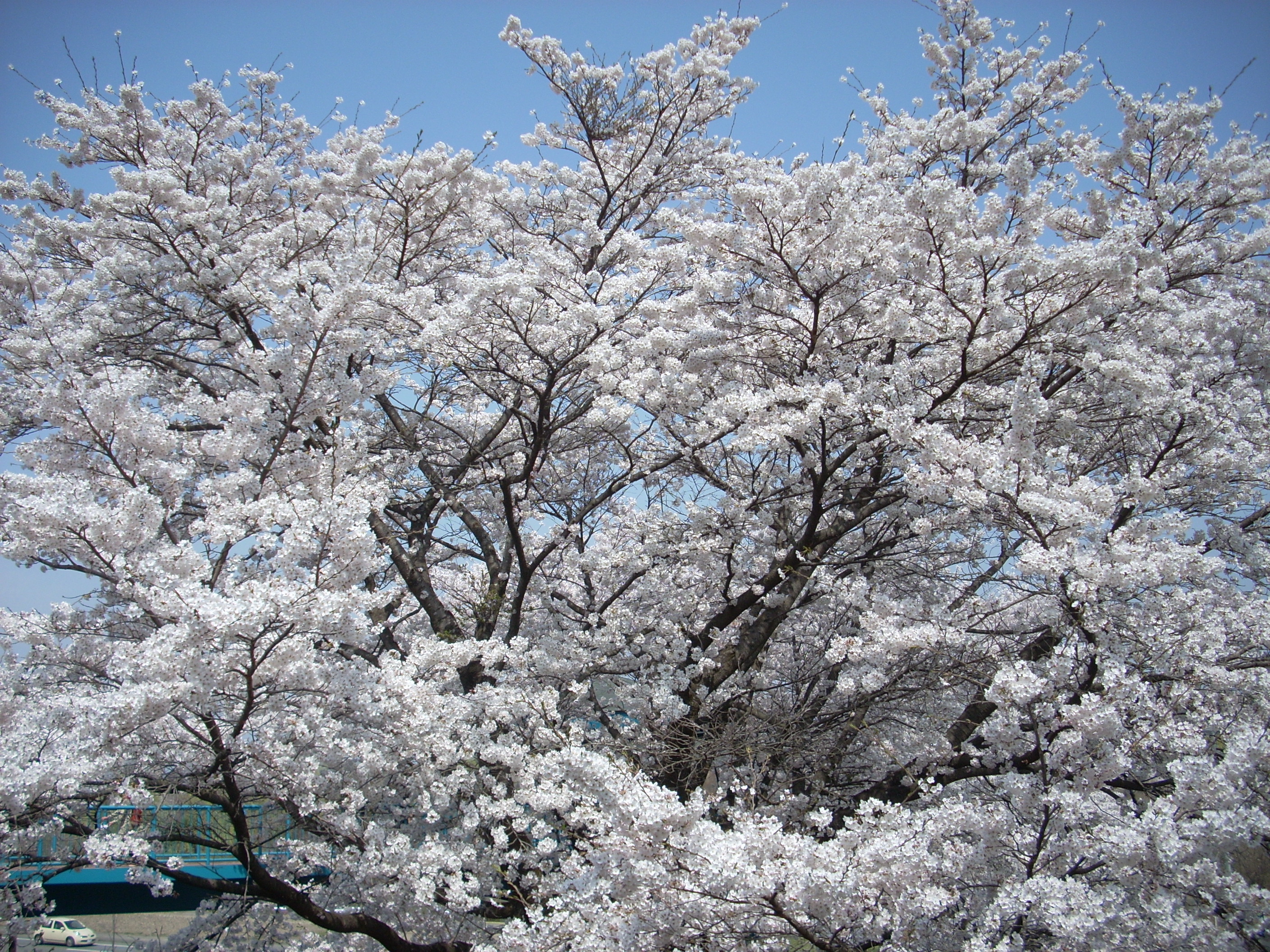 黒磯公園の桜が満開です 相鉄不動産 黒磯公園の桜が満開です 相鉄不動産