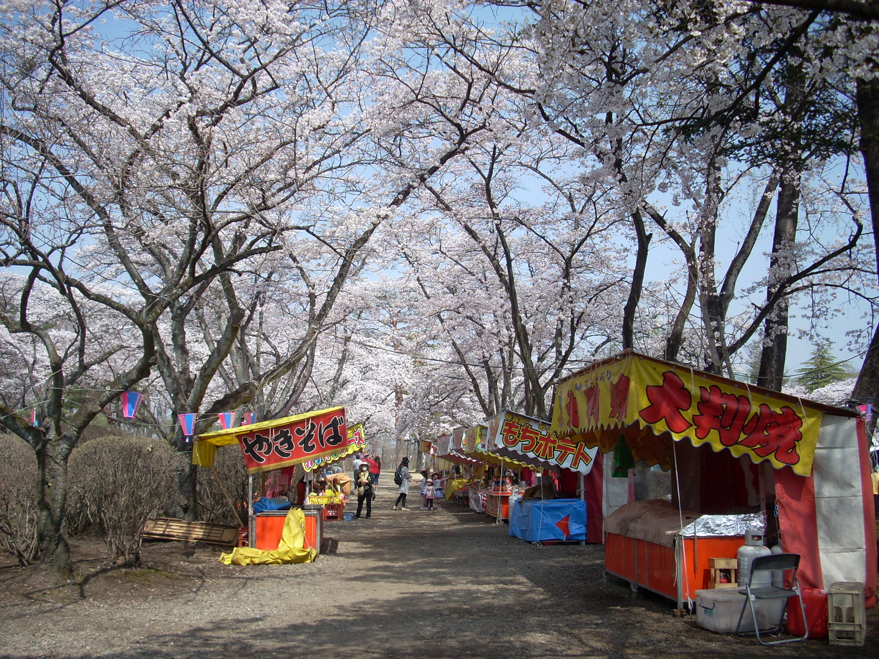 黒磯公園の桜が満開です 相鉄不動産 黒磯公園の桜が満開です 相鉄不動産