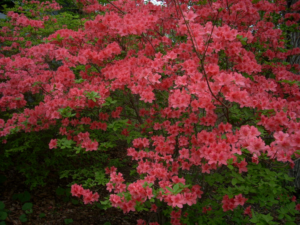 つつじ開花状況 ５月１４日 相鉄不動産