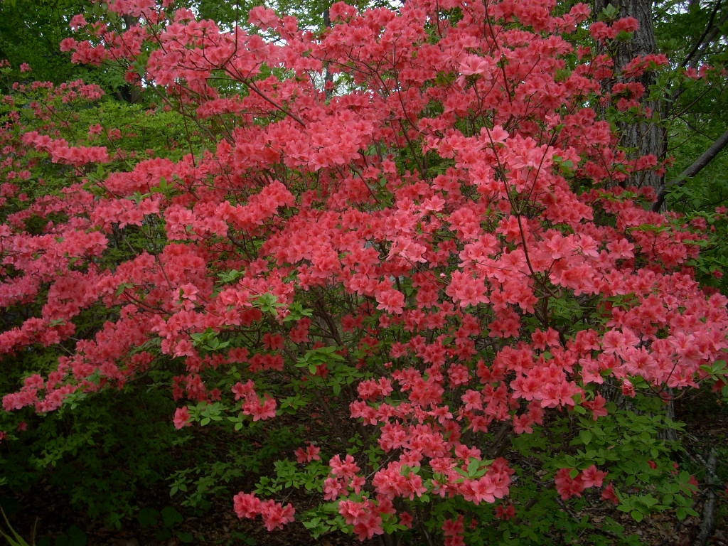 つつじ開花状況 ５月１４日 相鉄不動産