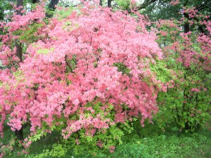 つつじ②