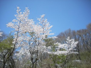 桜