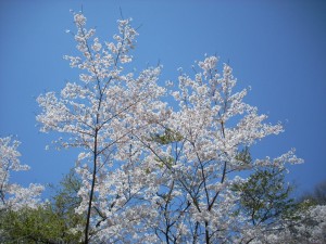 桜３