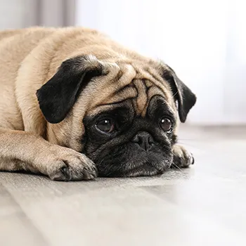 ペット用フローリング