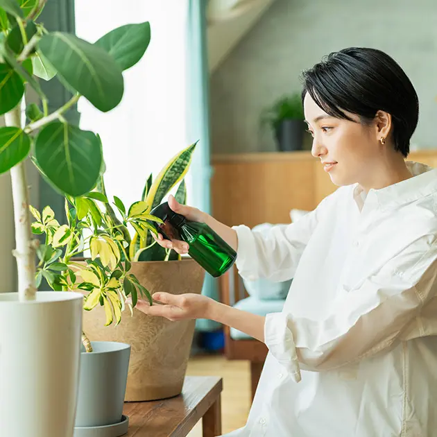 観葉植物の手入れをする女性の画像