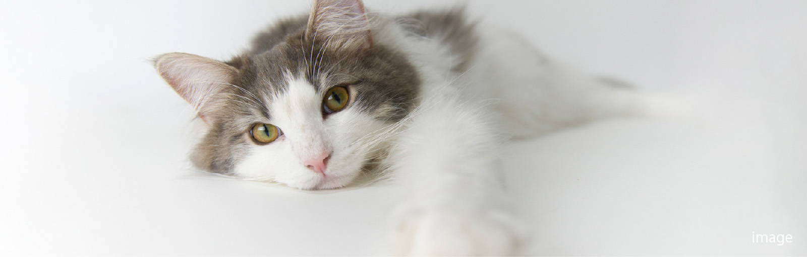 EQUIPMENT for CATSのメインビジュアル 猫の画像
